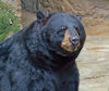 Ursus americanus